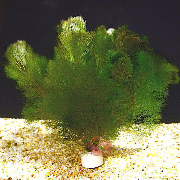 Cây Đại Bảo Tháp có tên khoa học LimNophila aquatica là một loại cây thủy sinh đẹp được trồng nhiều trong các hồ thủy sinh. Cây Đại Bảo Tháp  thường được tìm thấy ở các vùng châu Mỹ châu Á, có hình dạng mọc thẳng.